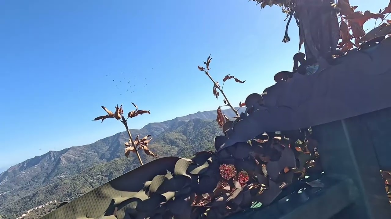 Migration palombes en corse 2025 / chasse du pigeon en corse 