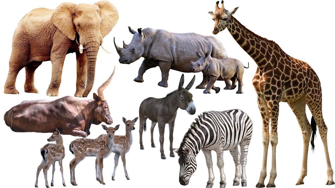 WILD ANIMAL SOUNDS: Deer, Zebra, Wildebeest, Bison, Elephant, Giraffe, Rhino, Camel