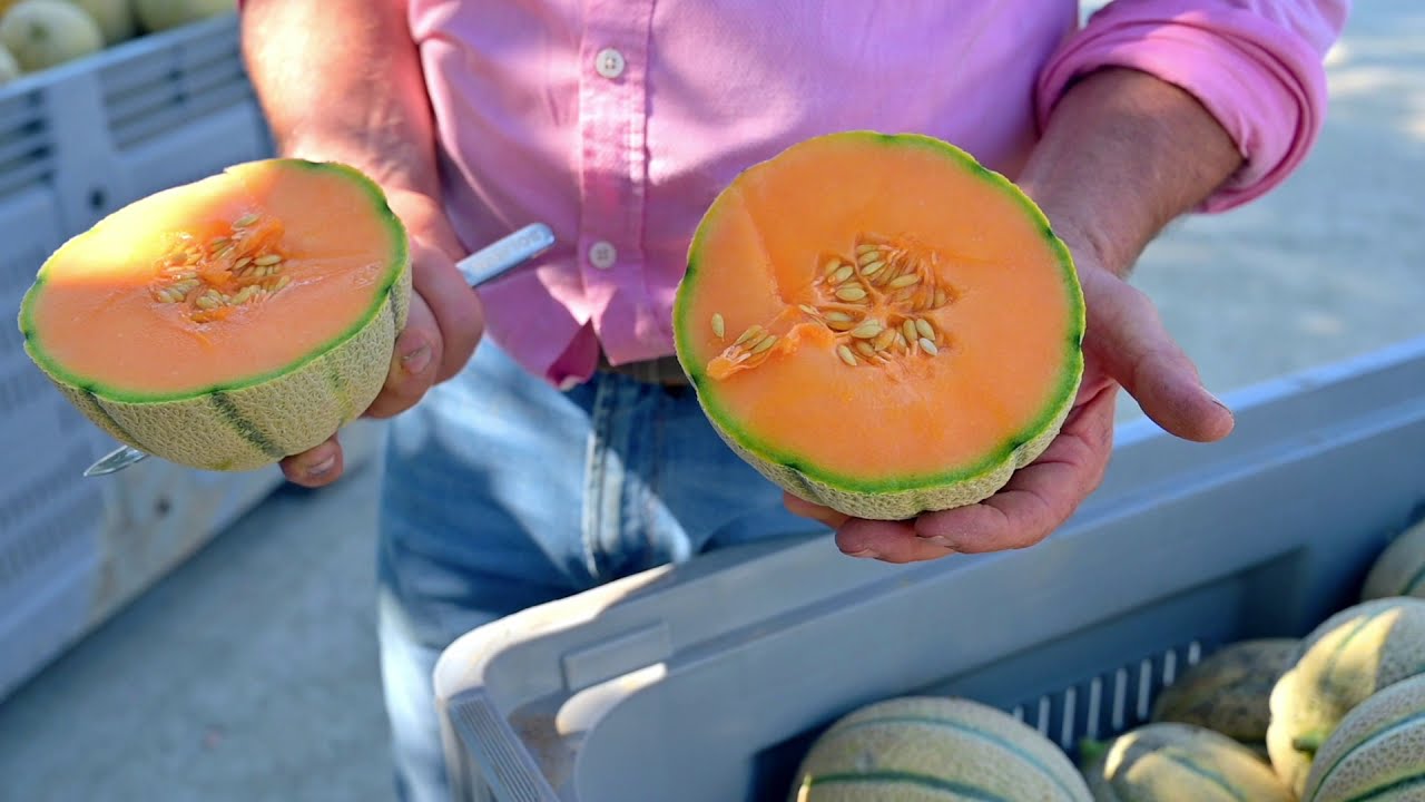 Melone retato italiano Solgem RZ: intervista a Evaristo Prandini e Pierluigi Castello