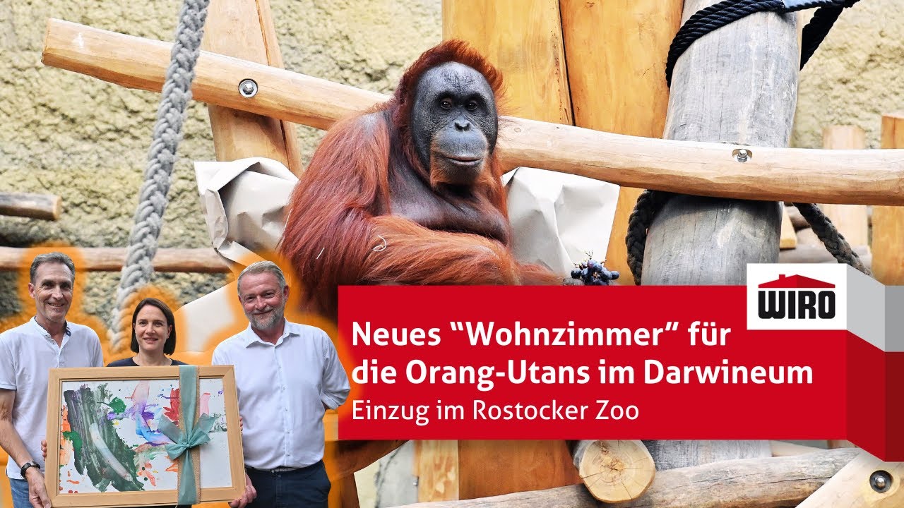 🦧Neues Wohnzimmer für die Orang-Utans des Darwineums im Rostocker Zoo 🌳