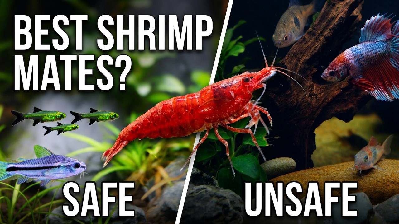 Safe Fish for Shrimp Tanks | Top 7 Shrimp tank mates!