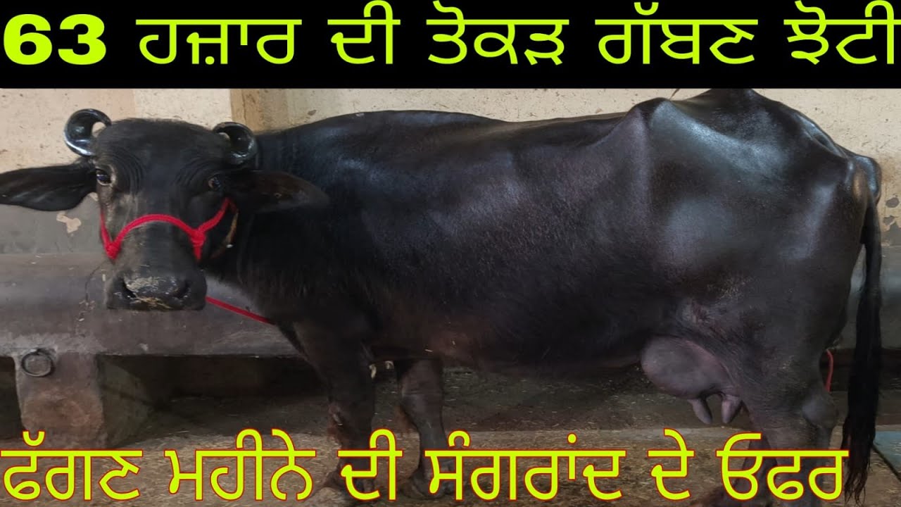 ਫ਼ੋਨ 95926-60561 ਤੋਕੜ ਗੱਬਣ ਤੇ ਤਾਜੀਆਂ ਸੂਈਆਂ ਝੋਟੀਆਂ ਹਰਿਆਣੇ ਦੀਆਂ ਬਿਲਕੁੱਲ ਮੁਫਤ ਲੁੱਟ ਲਓ ਮੇਲਾ 
