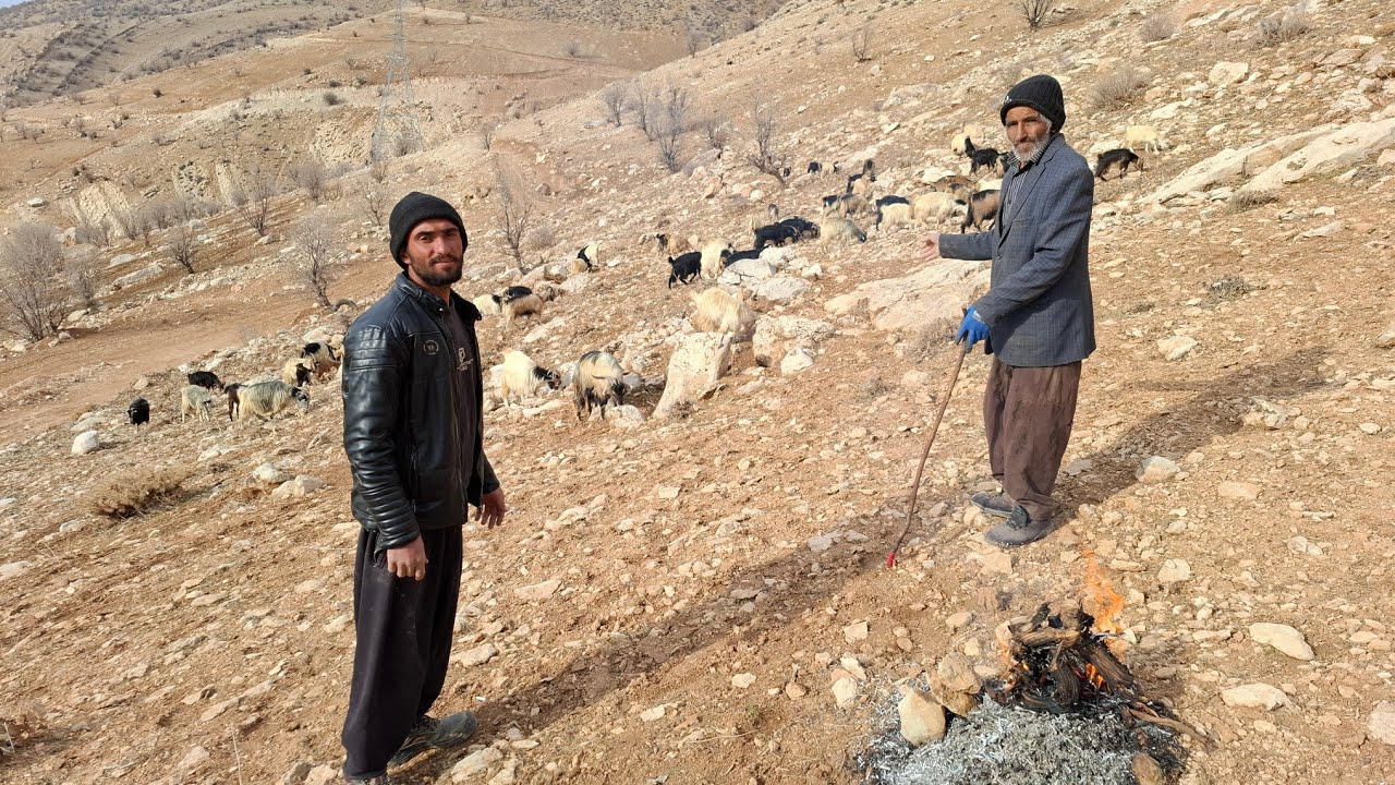 Searching for Ali in the Mountains: The Story of a Shepherd Who Never Disappointed