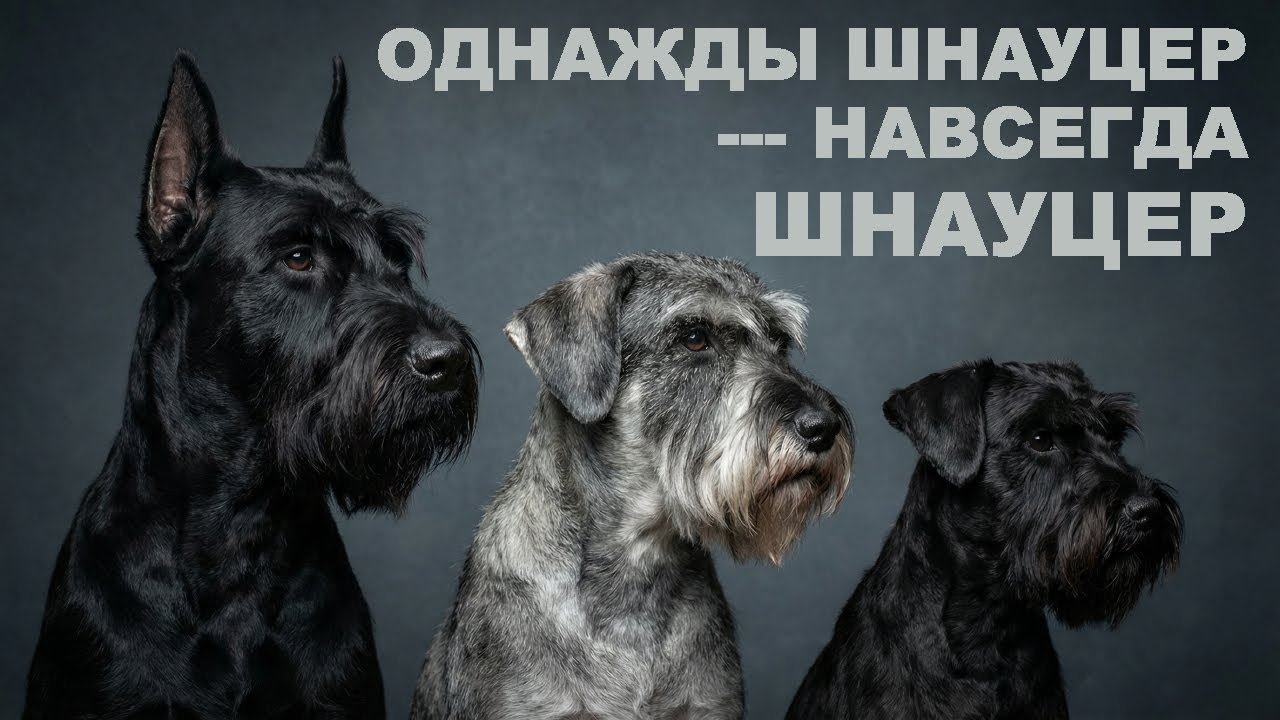 Почему именно Шнауцер может завладеть Вашим сердцем?