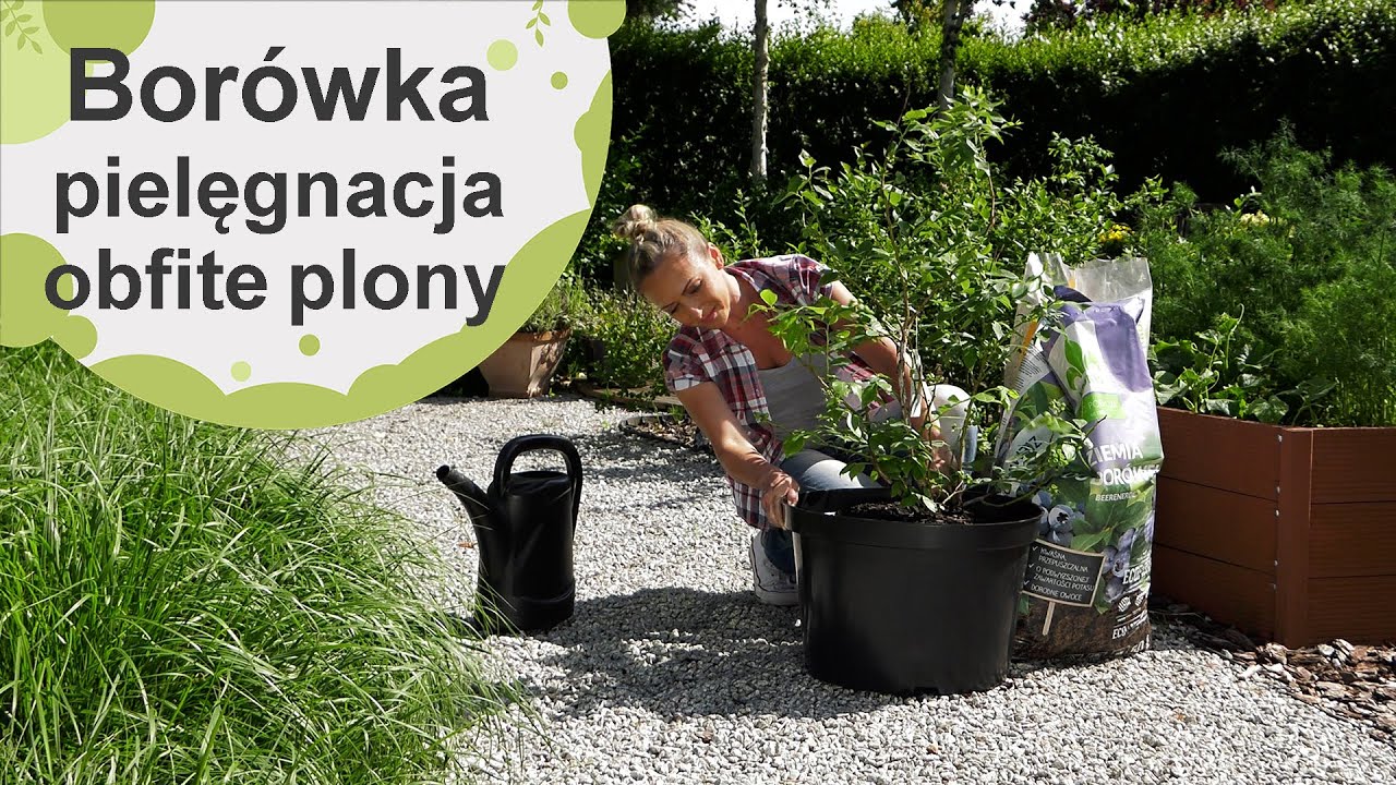 Borówki uprawa i pielęgnacja - obfite plony borówki. Jak uprawiać borówkę w donicy?