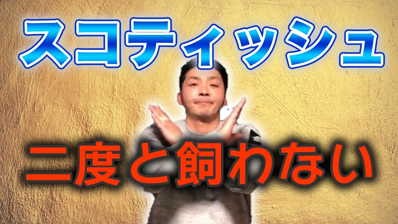 スコティッシュフォールドは二度と飼わない