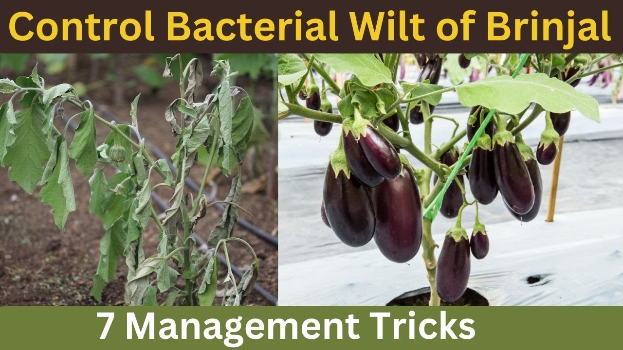 Bacterial Wilt of Brinjal - 7 Management Strategies.