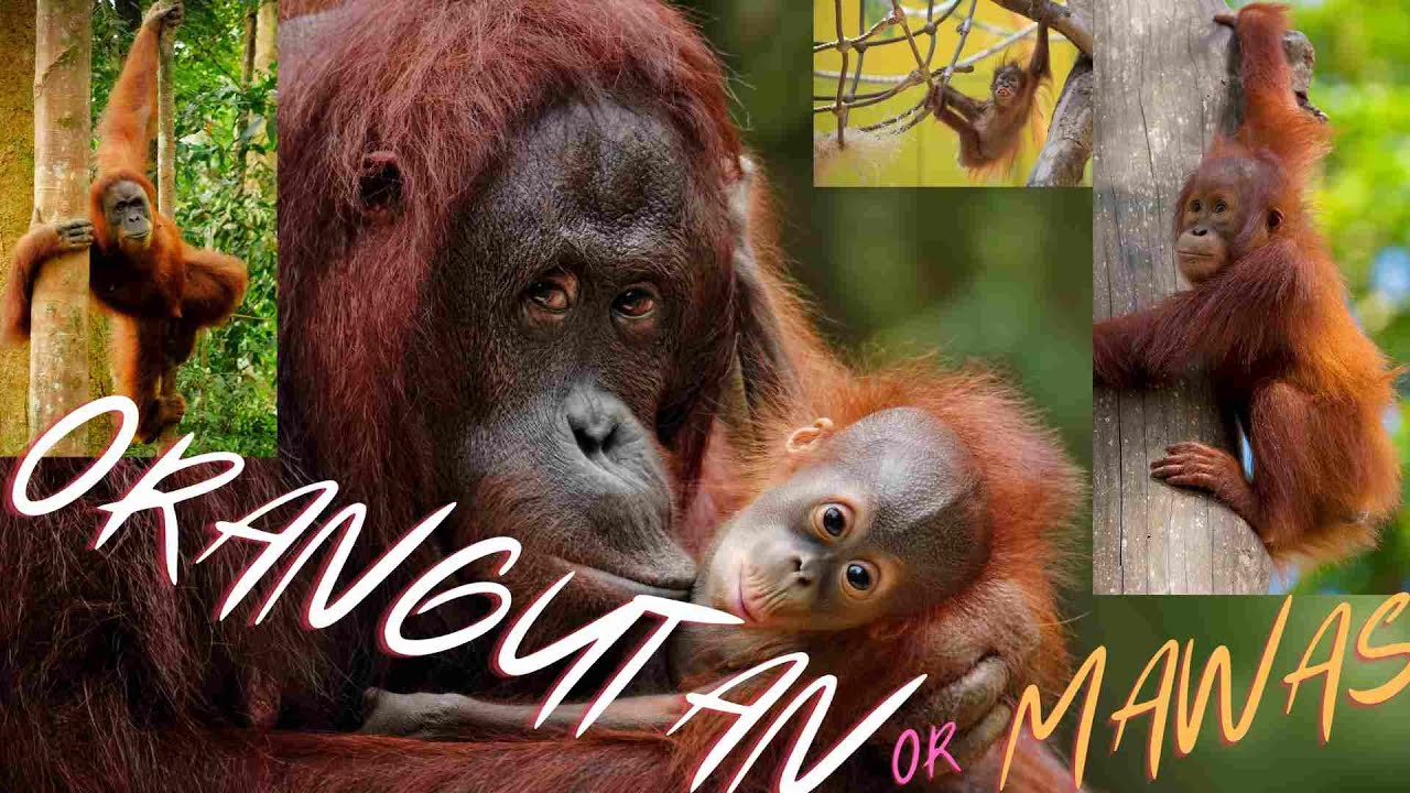 ANIMAL WORLD ] ANIMAL PLANET ] Orangutan or Mawas