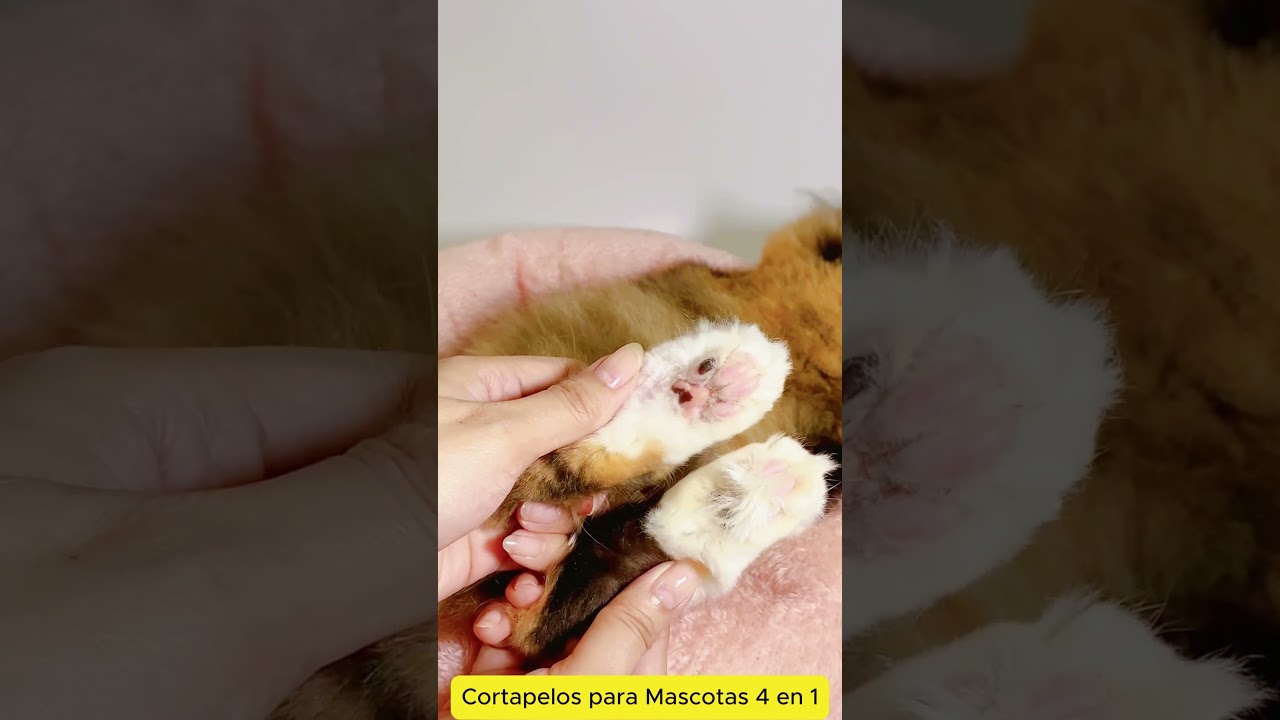 Cortapelos para Mascotas 4 en 1 🐶🐾 | Mant&eacute;n limpias las patitas de tu perro  #gatos #perros