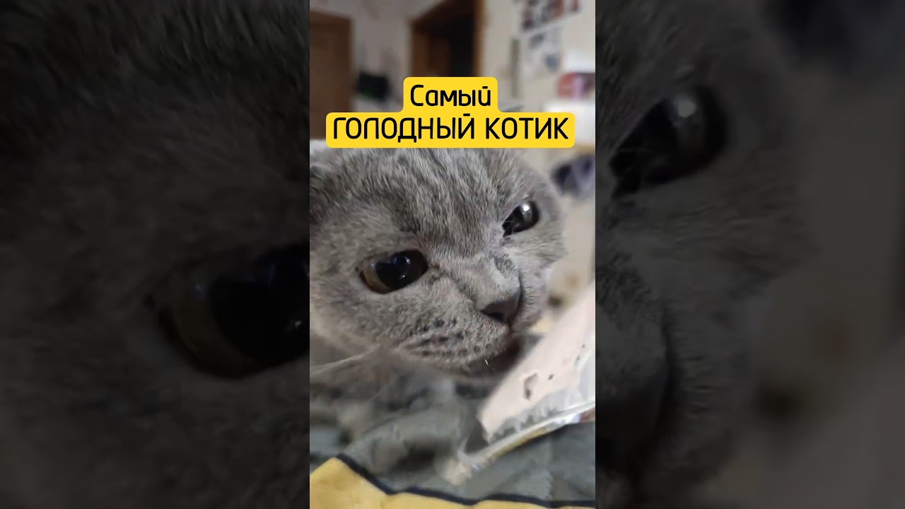 Самый ГОЛОДНЫЙ Кот #shorts #cat