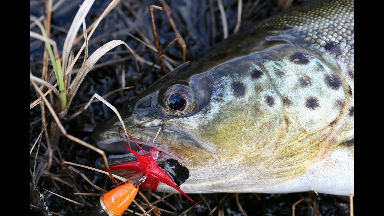 Fiske i Finnmark