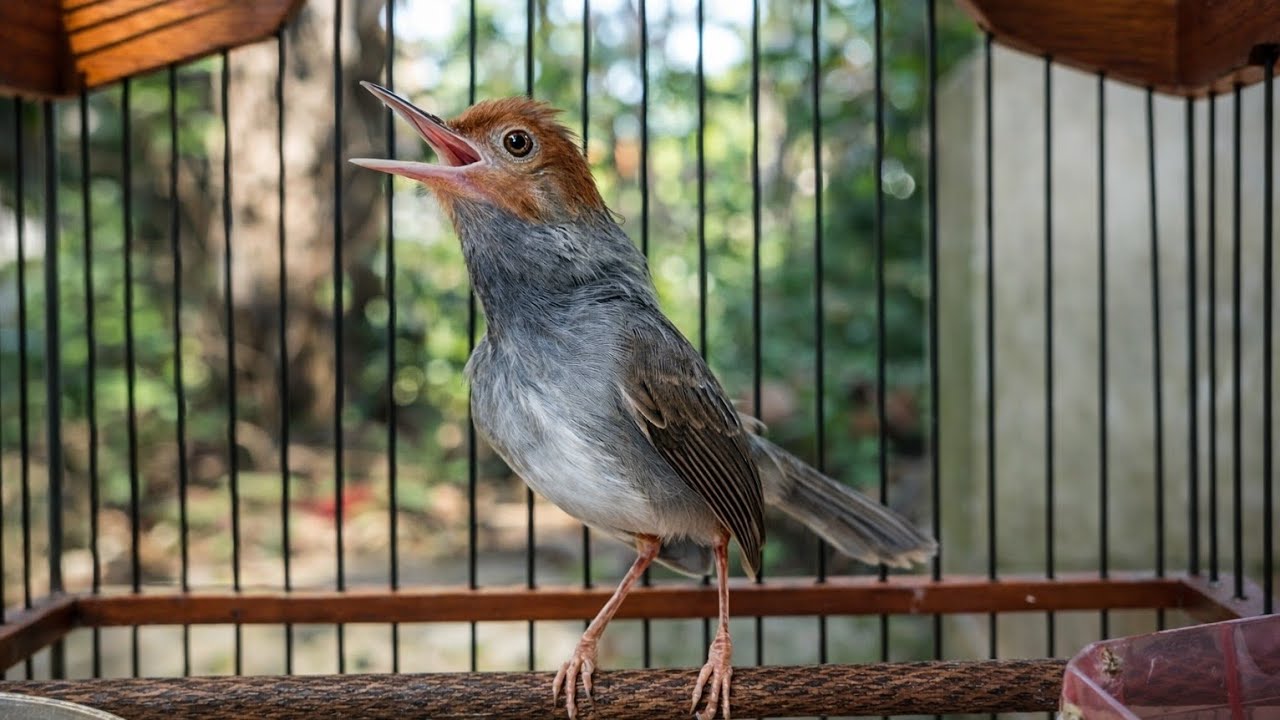 Prenjak Gacor Ngotot Cepat Pikat Bunyi Prenjak Bahan