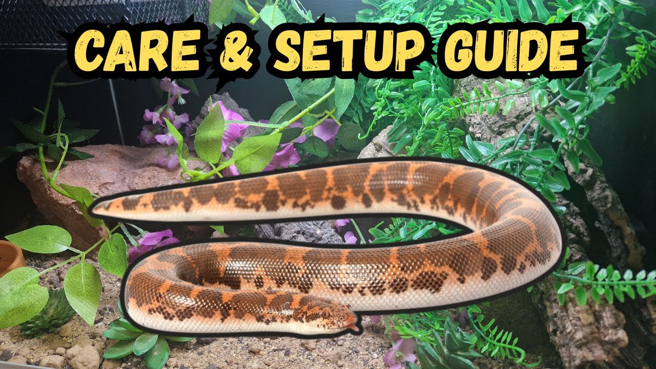 Ultimate Kenyan Sand Boa Care & Setup Guide | Everything You Need To Know !