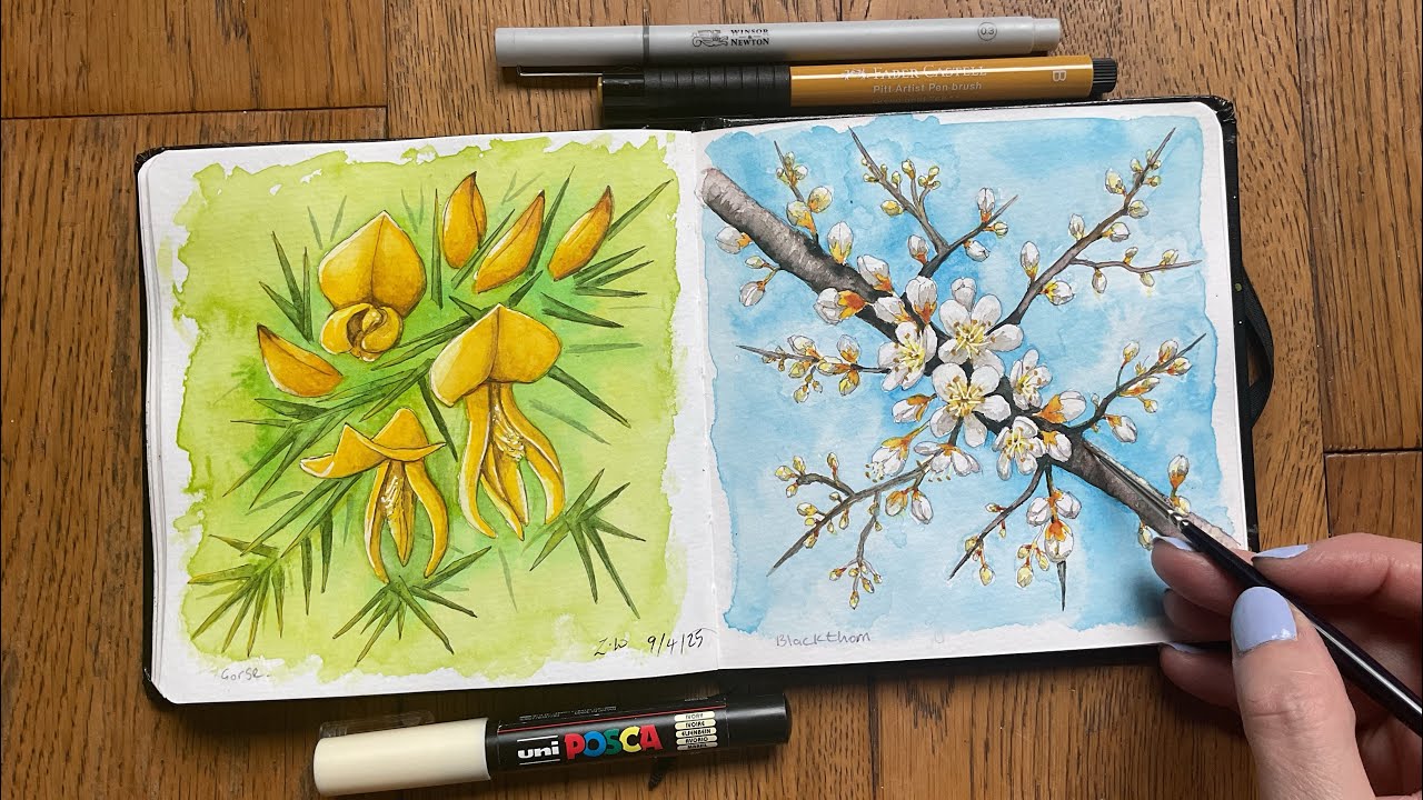 Gorse and Blackthorn watercolour sketchbook spread. Come paint with me. 🖌️🎨🌼🌸