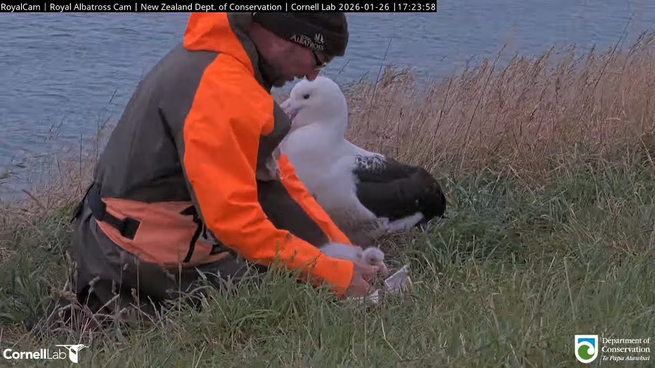 26.01.26 Royal Albatross Cam - 小信吞不下魷魚嘴，之後清除完畢 Chick Can't Swallow Squid Beak – Removed by Staff