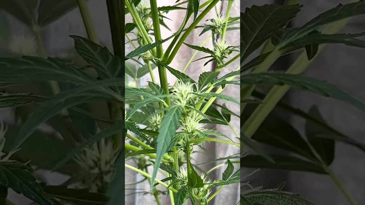G.G Day 16 of Flower auto🪴☀️| #nature #sun #outdoors #plants #youtubeshorts #flowers #bobmarley