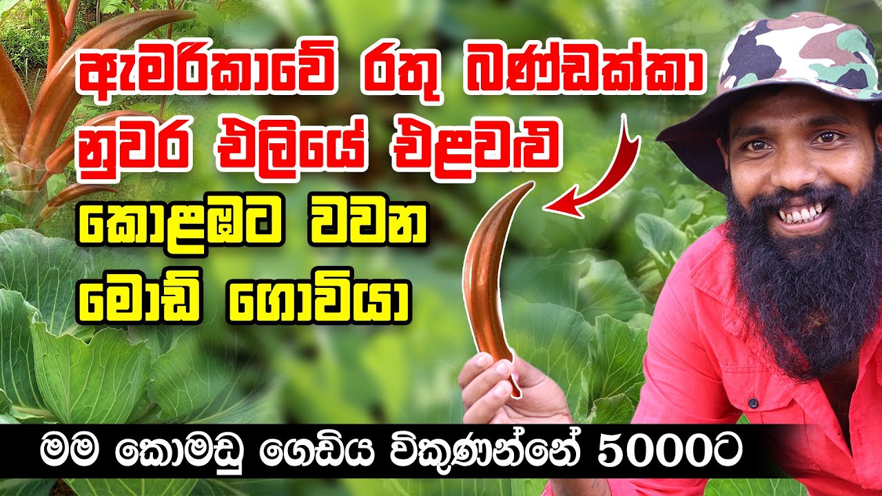 නුවර එලියේ එළවළු කොළඹ වවන තුඹයා - Organic vigitable farm in Colombo by Thumbaya #aluthlokaya
