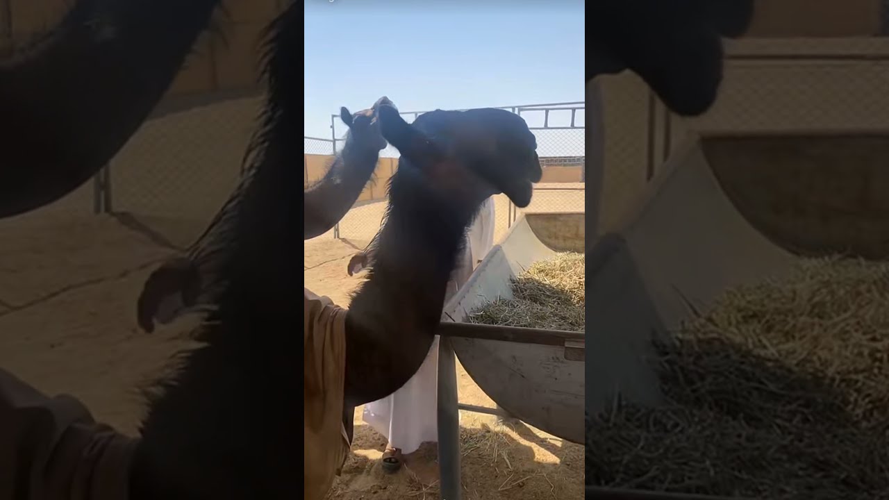 عيال الحاكم وانتاجهم عند ال غلفيص
