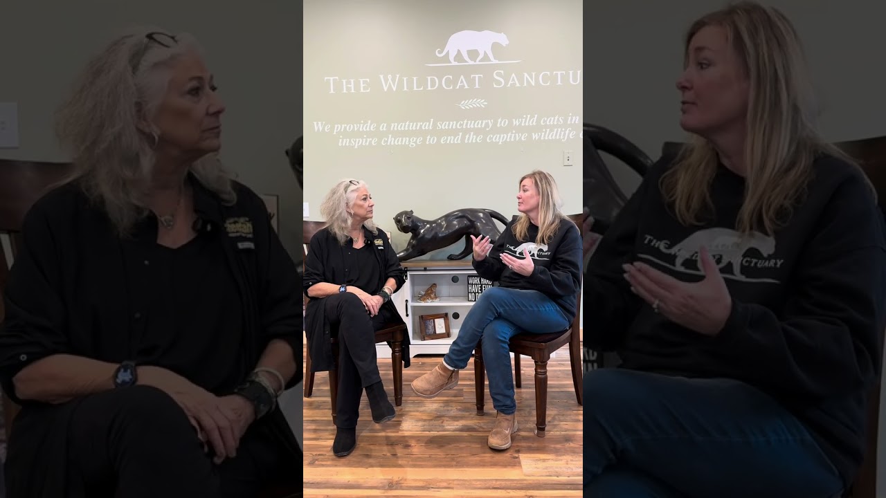 Dr. Laurie Marker, World Renowned Cheetah Expert, Visits OUR Sanctuary 🙀 🐆 || The Wildcat Sanctuary