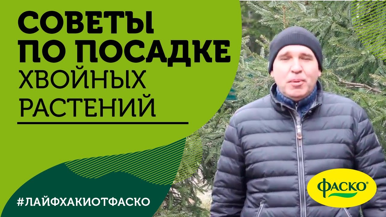 Советы Александра Верещака по посадке хвойных растений