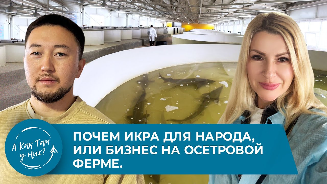 Почем икра для народа, или бизнес на осетровой ферме. Иссембаев Айбек, 