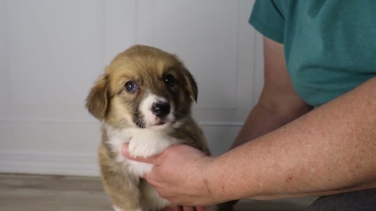 Brown Girl - AKC Pembroke Welsh  Corgi puppy born 12/5/25 in Hardy, Arkansas.