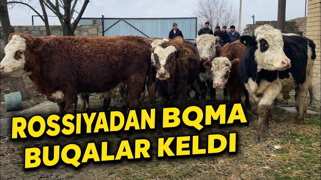 📞+998500011113 ROSSIYADAN GREYFORD  BOQMA BUQALAR ZURLARI KELDI