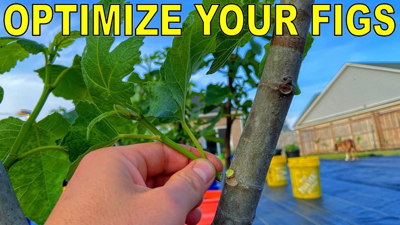 Do This NOW For Success This Fig Season