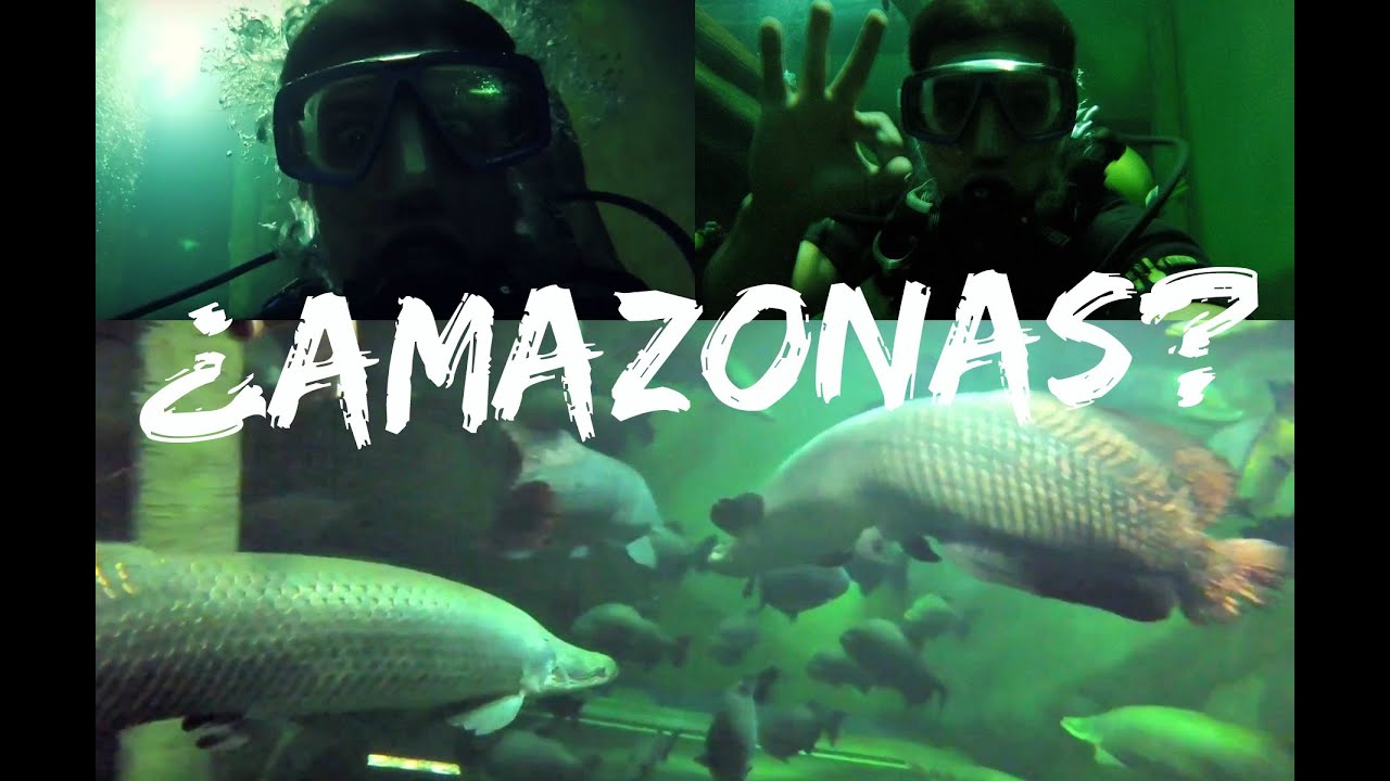 Buceando entre monstruos del Amazonas