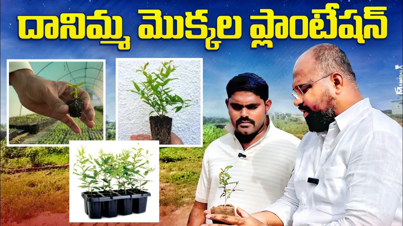 దానిమ్మ మొక్కల ప్లాంటేషన్ | POMEGRANATE PLANTATION TELUGU | POMEGRANATE FARMING TELUGU 