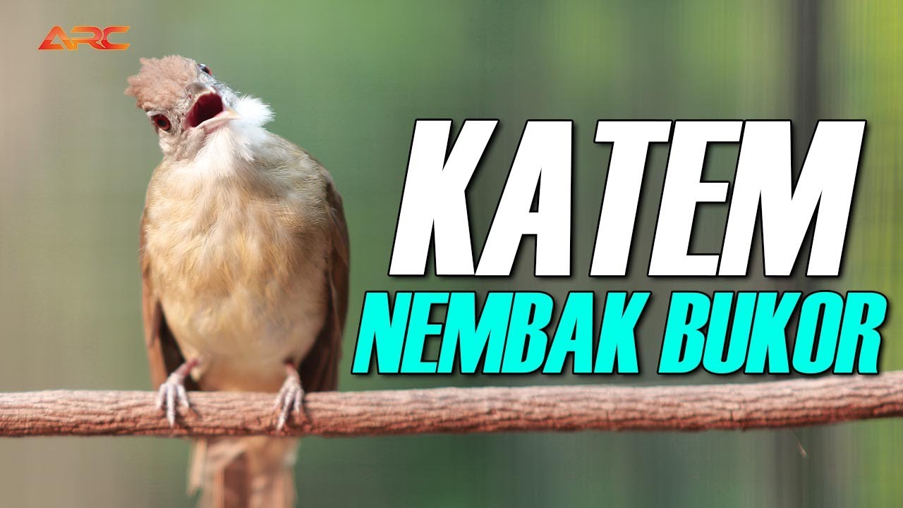 MASTERAN KAPAS TEMBAK GACOR DURASI NEMBAK PANJANG | AUDIO HD