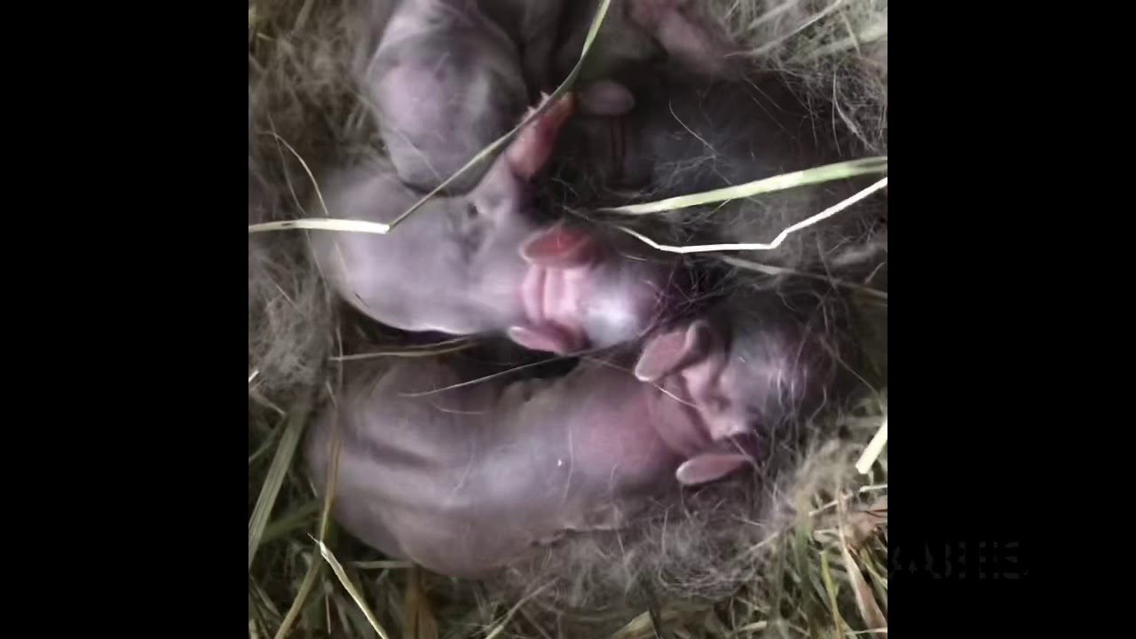 Baby rabbits - Netherland dwarfs - newborn to 8 weeks old