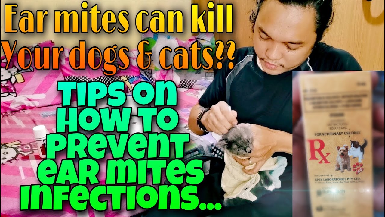 Ear mites prevention and treatment for Dogs & Cats...