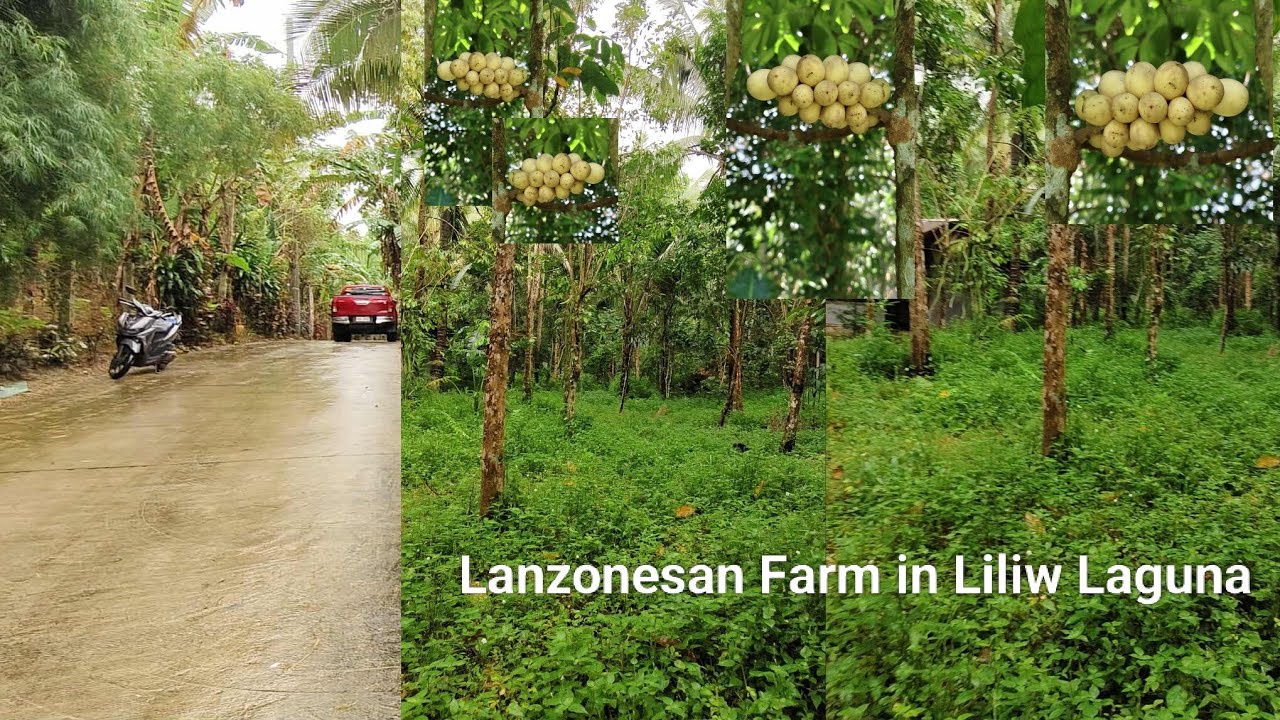 #Vlog389 FARM LOT FOR SALE  in LILIW LAGUNA  Lots of Fruit Bearing Trees | Cold Weather & Flood Free