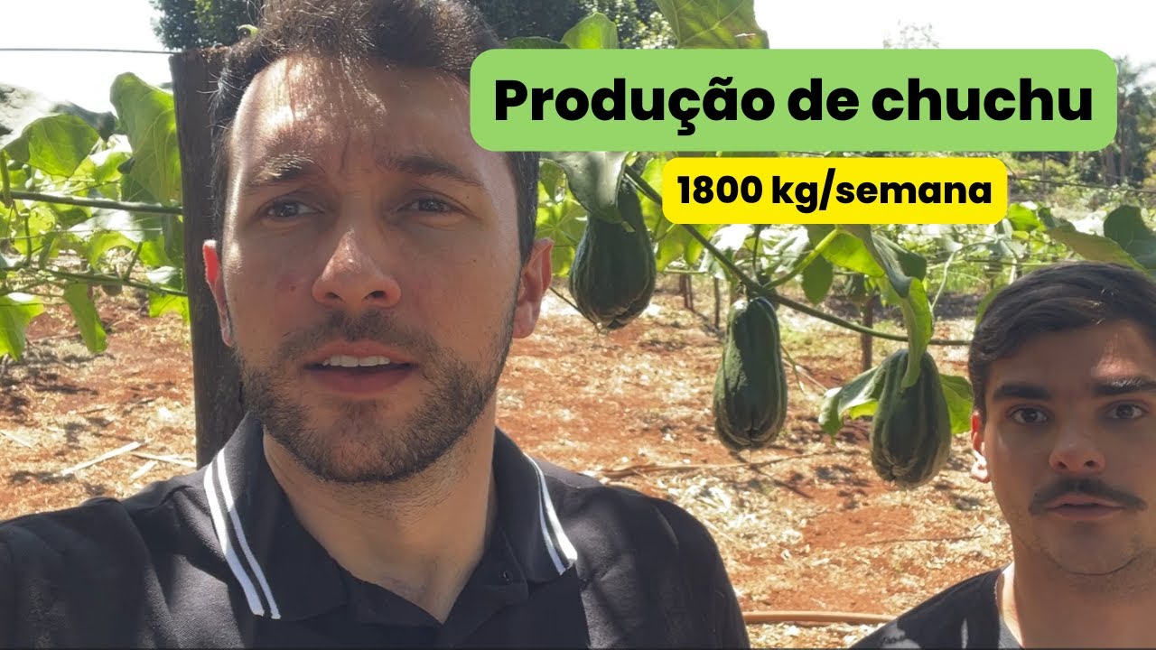 Produção de chuchu - Já pensou em produzir?