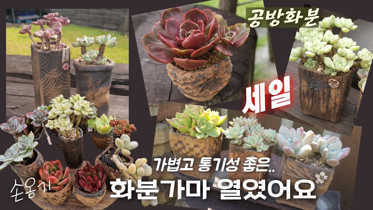 다육생활❗️ 가벼워 손목에 무리 없이 오래 쓸 수 있는 공방화분🎵세일할 때 쟁여 놓고 다육에 맞는 화분선댁