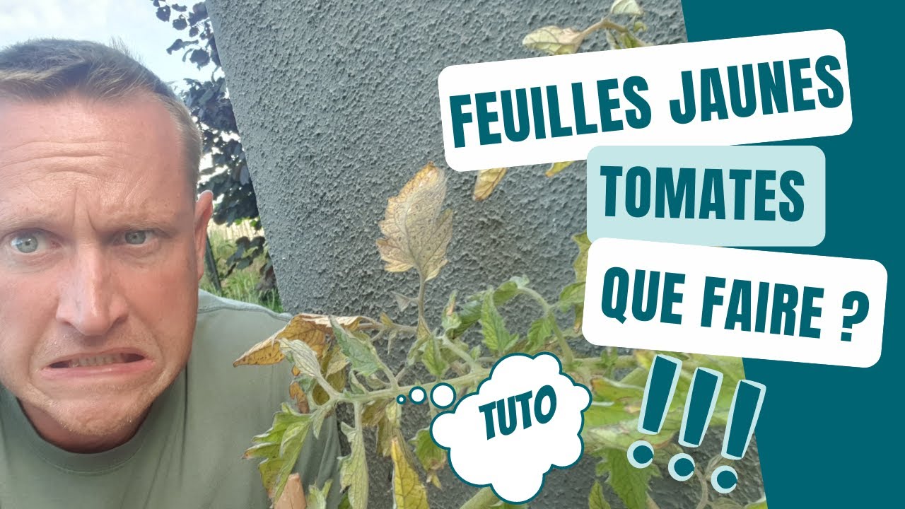 Comment guérir les feuilles jaunes chez la tomate?