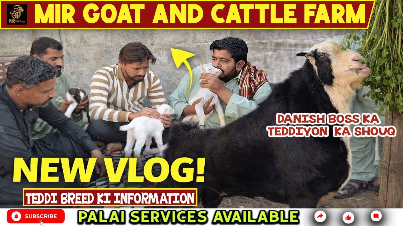 Boss Goat Farm ka visit 😃 | Danish Boss k taddion ka shouq 🐐| Teddi breed ki information 😁