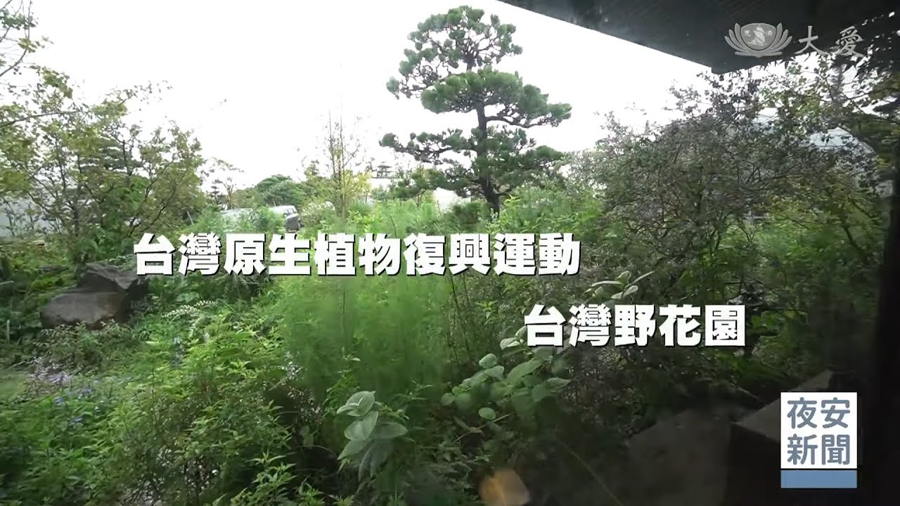 原生植物復興》原生野草造景觀 倡生物多樣性