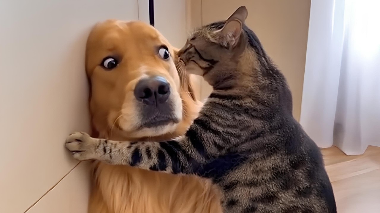 When You Have Gangster Cat in Your House 😂 Funny Cat Videos