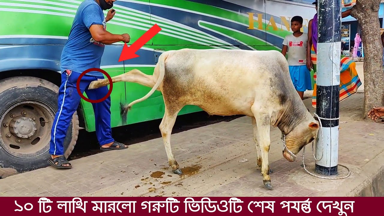 Pagla Goru Paglami 2022 | Angry Cow In Bangladesh 2022 | Gabtoli Gorur haat 2022 Today