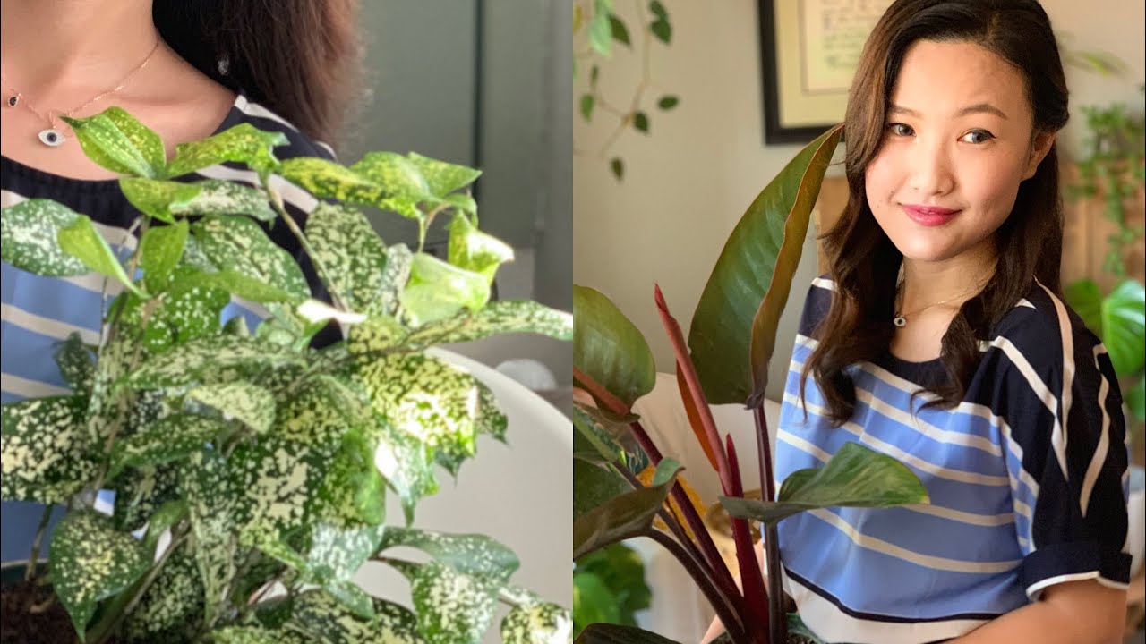 [Live] Saturday Plant Haul Results | Newest Addition to my Plant Collection 2019