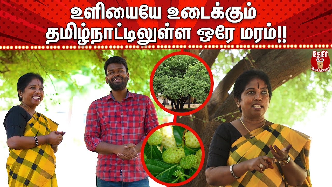 Strongest Tree in Tamilnadu that break Iron Axe | அதிசயமான ஆச்சா மரம் | Theneer Idaivelai