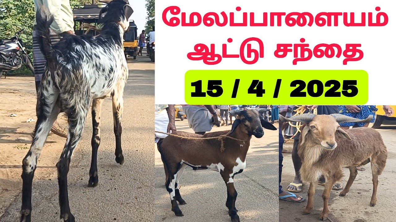 15 / 4 / 2025 / மேலப்பாளையம் ஆட்டு சந்தை #ஆடு #கிடா #வெள்ளாடு #ஆட்டுசந்தை #goatmarket #sheepmarket
