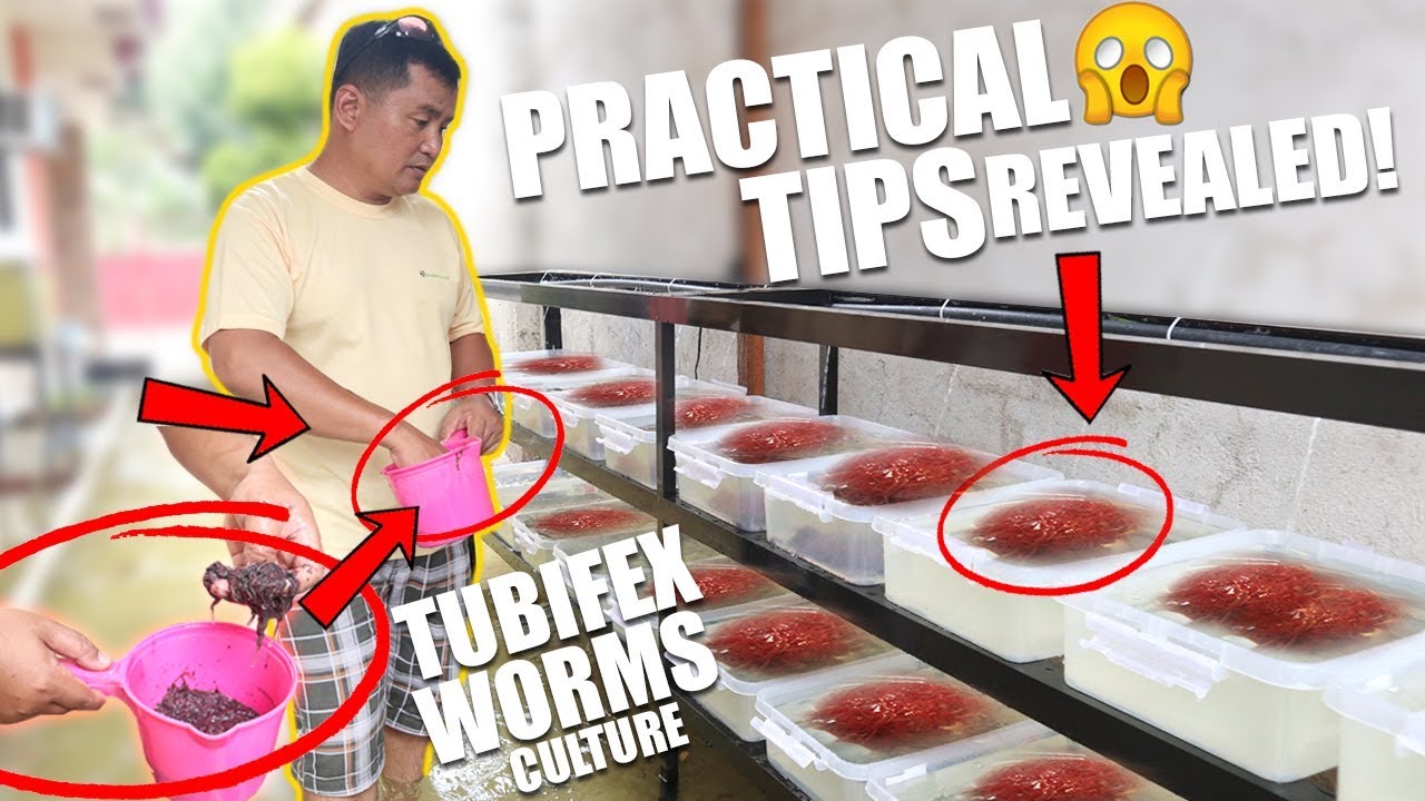 УСТАНОВКА КУЛЬТУРЫ TUBIFEX
