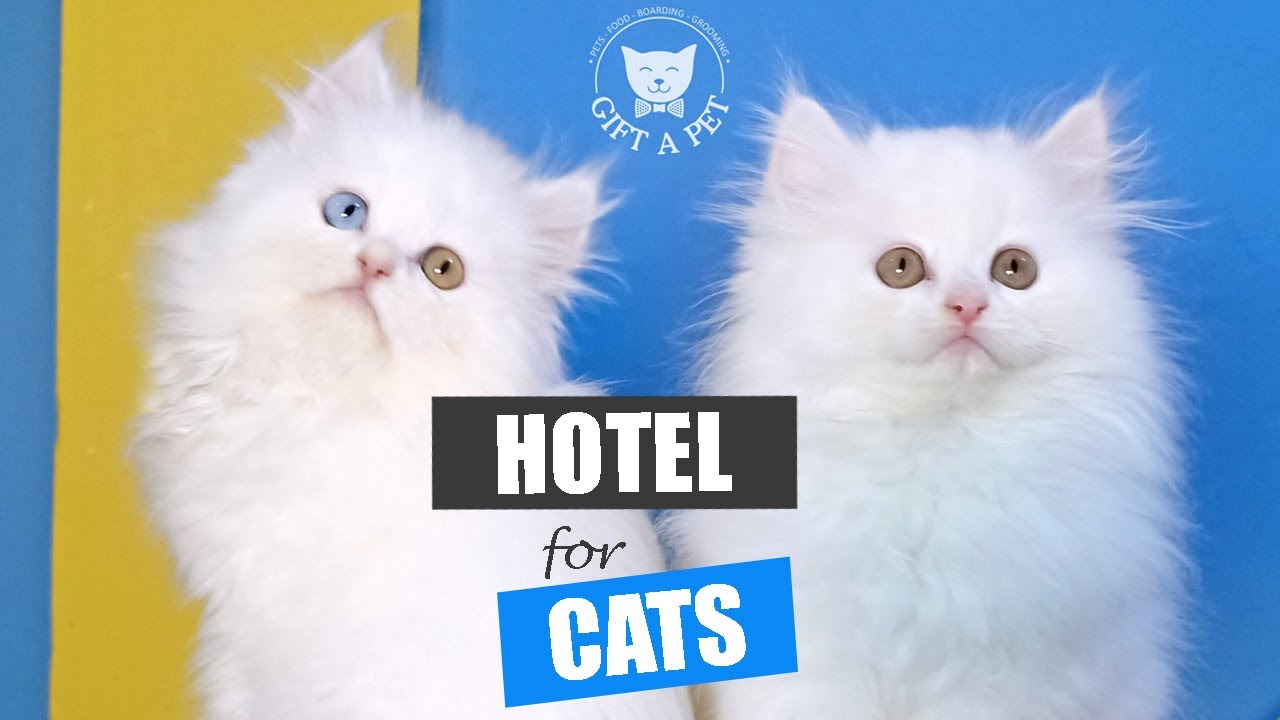 Home of Persian Kittens in Islamabad, Pakistan.
