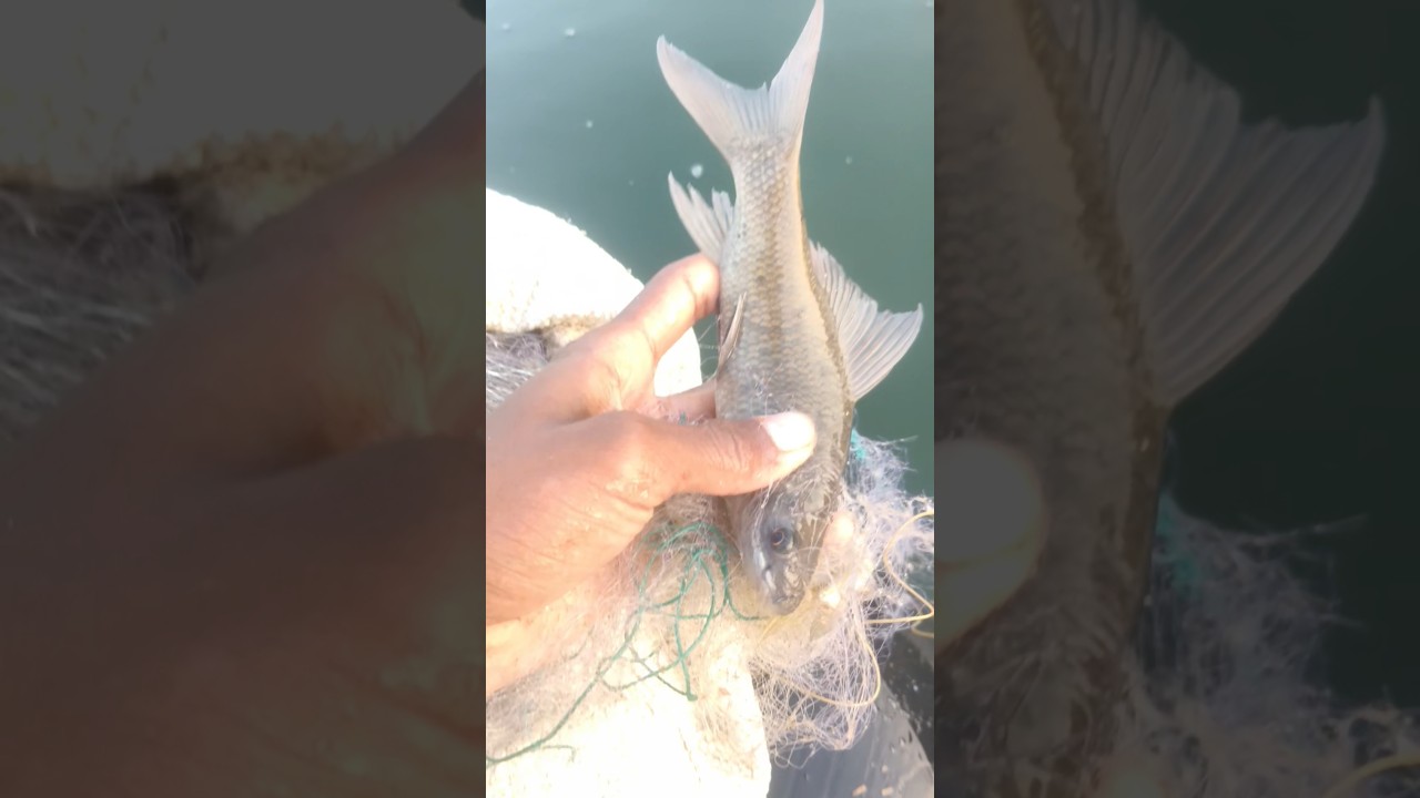 Nadi mein jaal dala aur machhli phas gayi 😱🐟