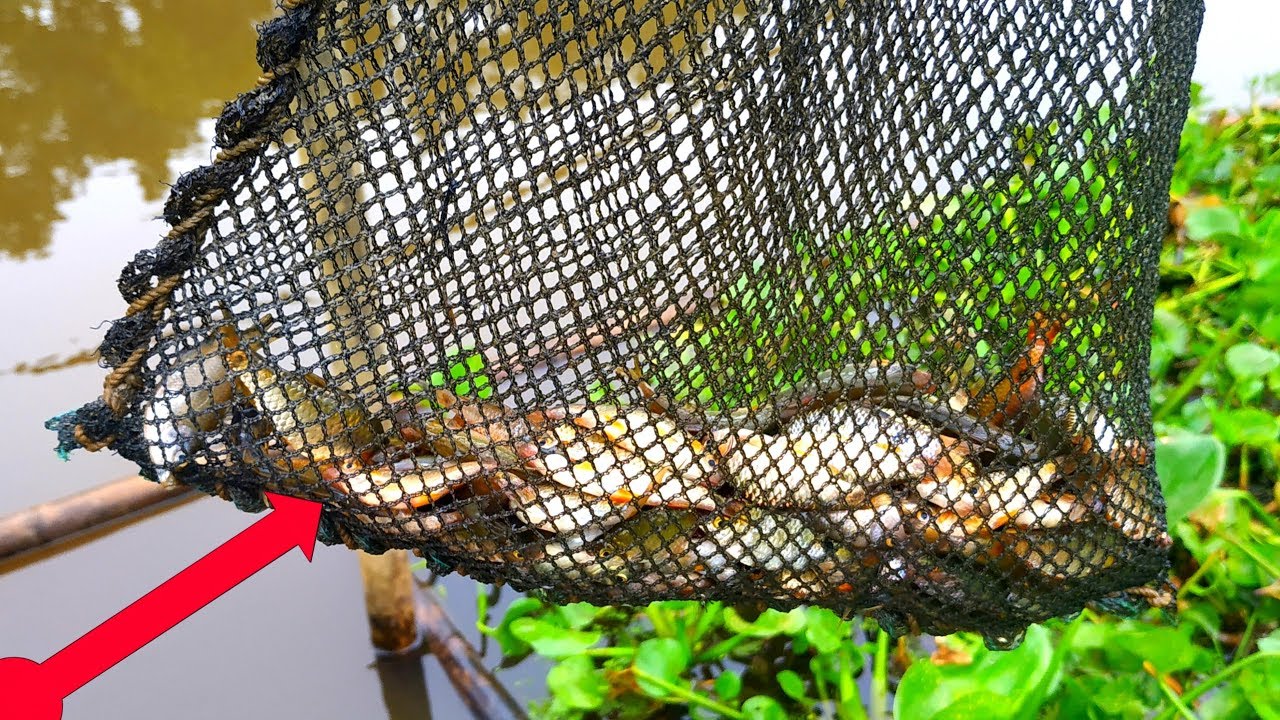 Traditional net fishing in village river, Catching Lot of small Fish using net ! River fishing