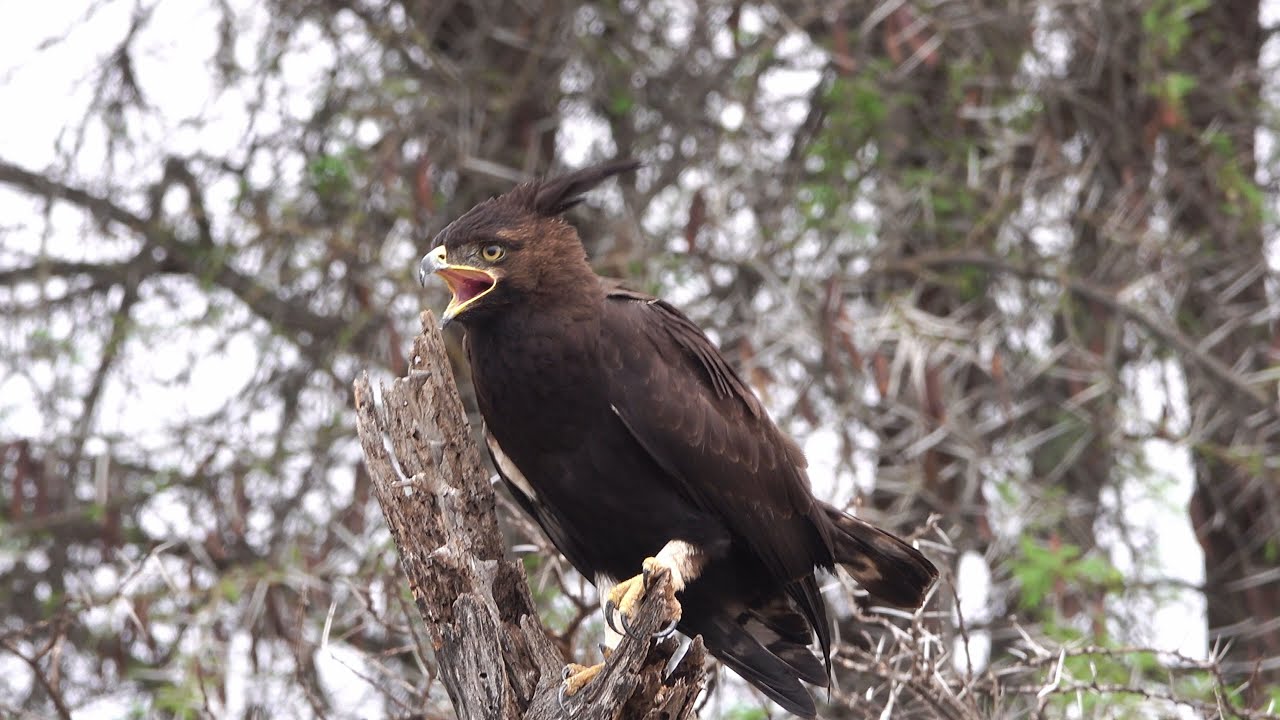 Birding Kenya 4K August 2025 part 3 : Samburu NP en Meru NR