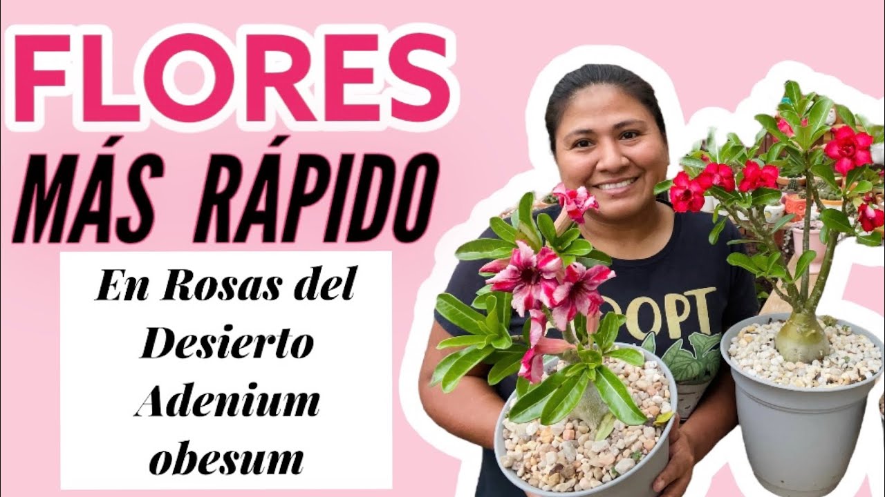 FLORES MÁS RÁPIDO EN ROSAS DEL DESIERTO || ADENIUM OBESUM En que tierra plantar